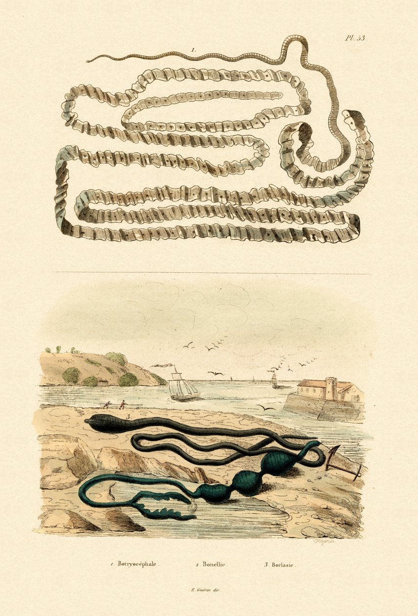 Bandwurm von French School
