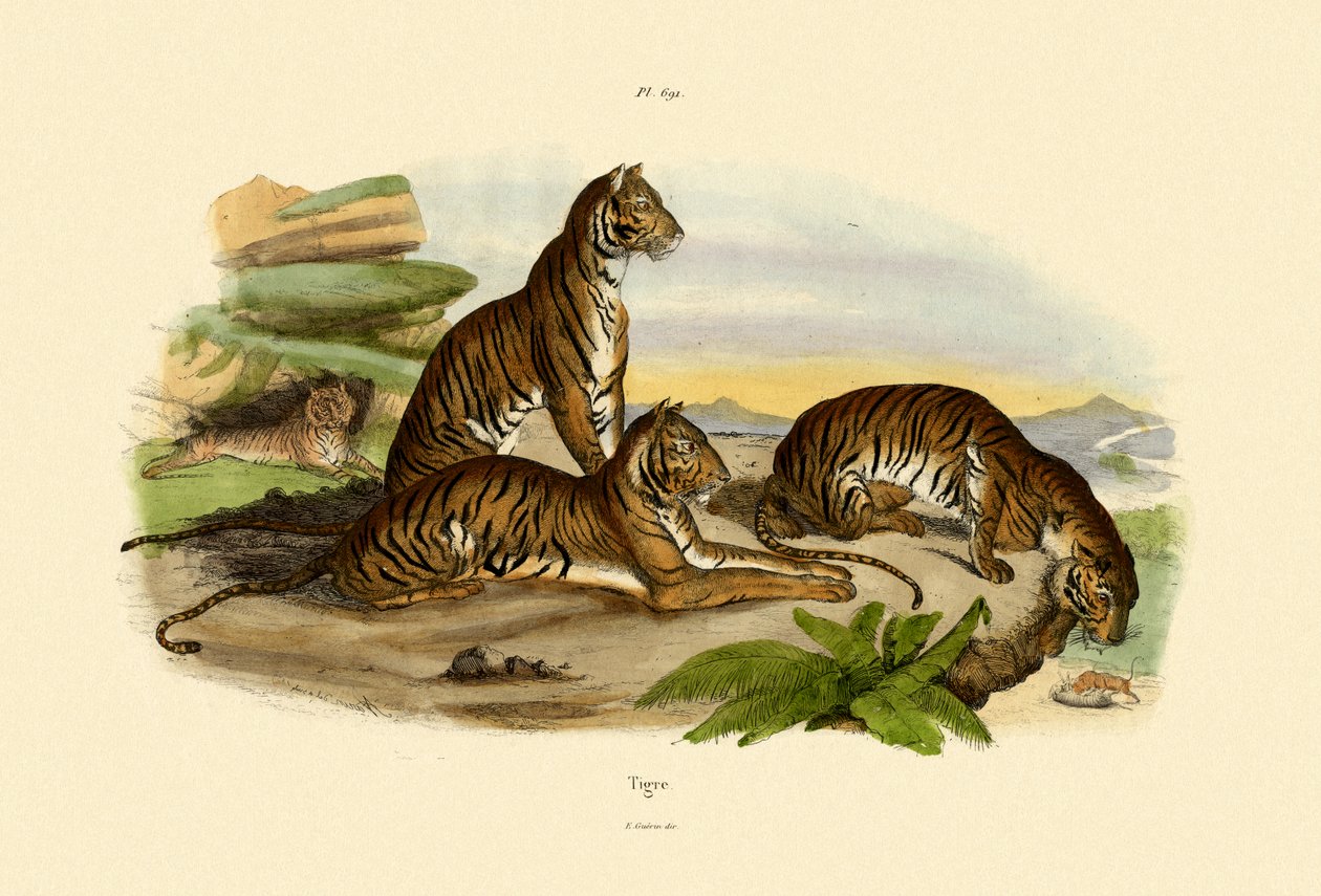 Tiger von French School