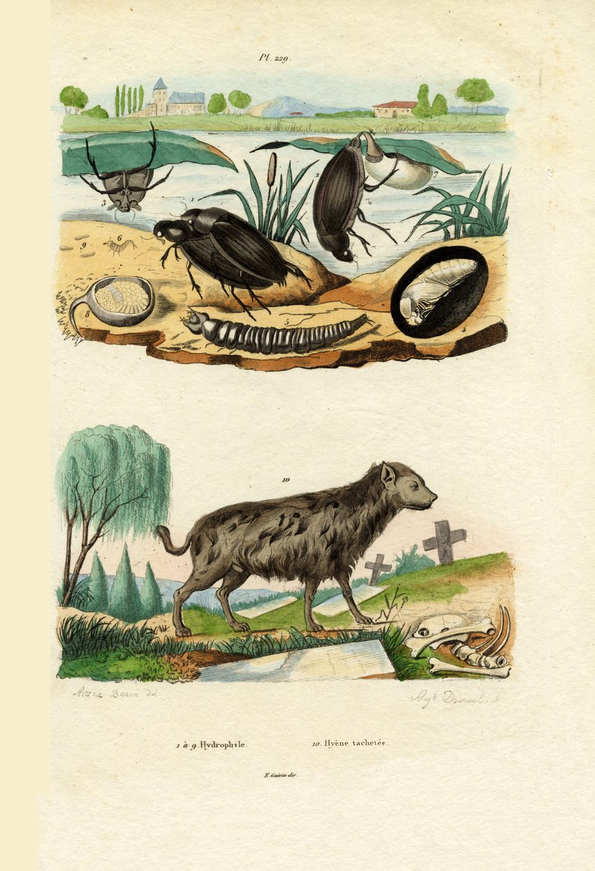 Wasserkäfer von French School