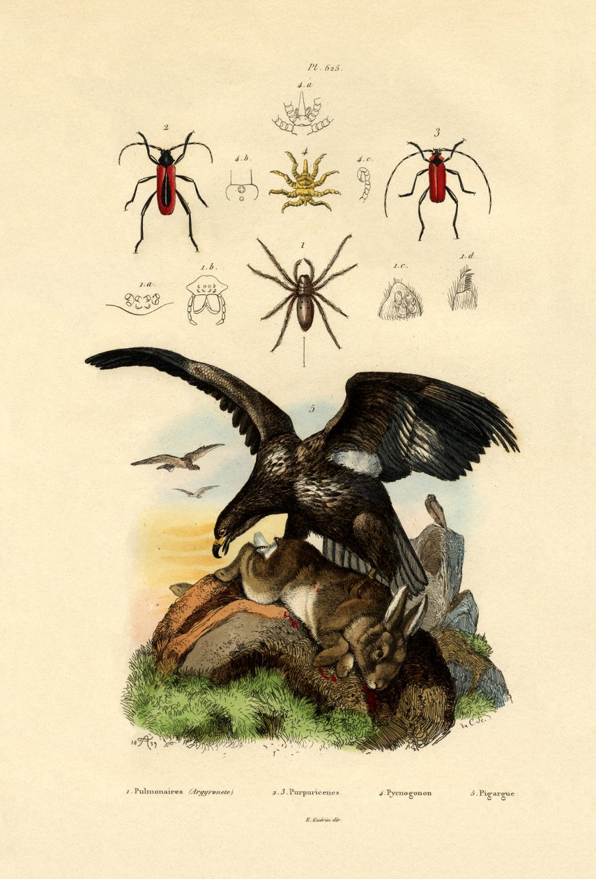 Wasserspinne von French School