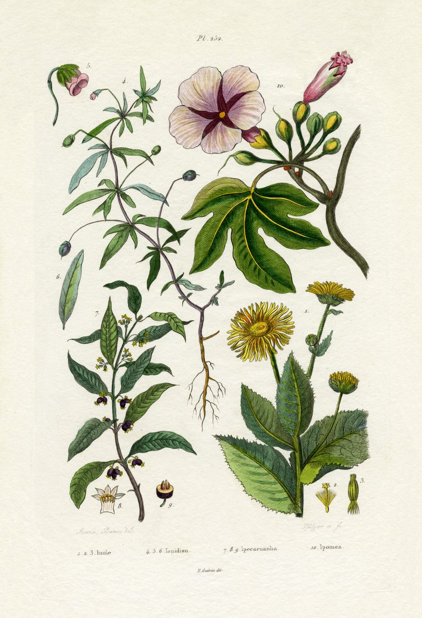 Wilde Sonnenblume von French School
