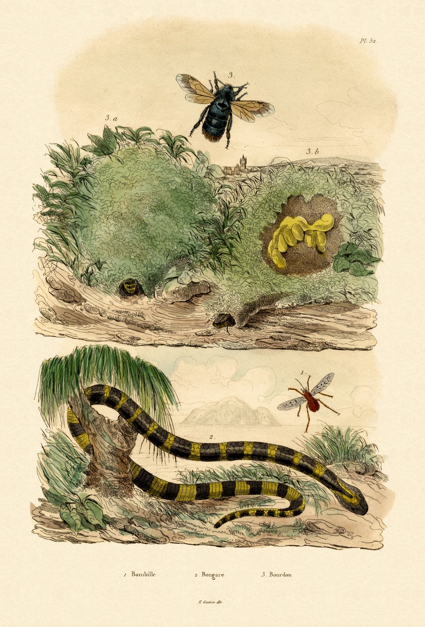 Gebänderter Krait von French School