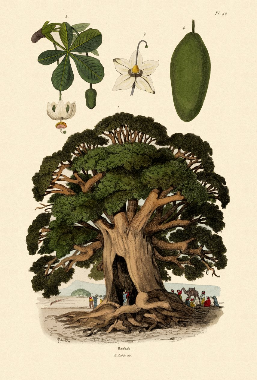 Baobab Baum von French School