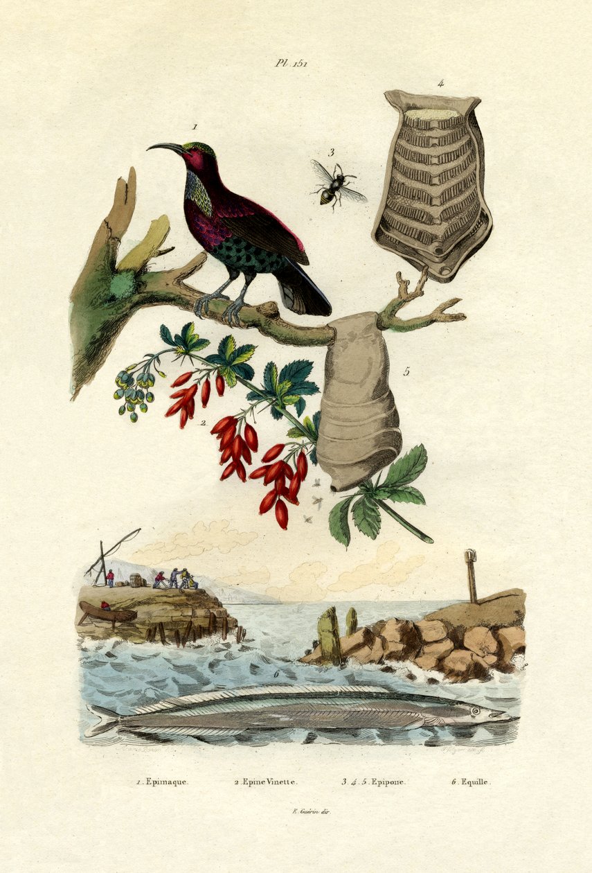 Paradiesvogel von French School