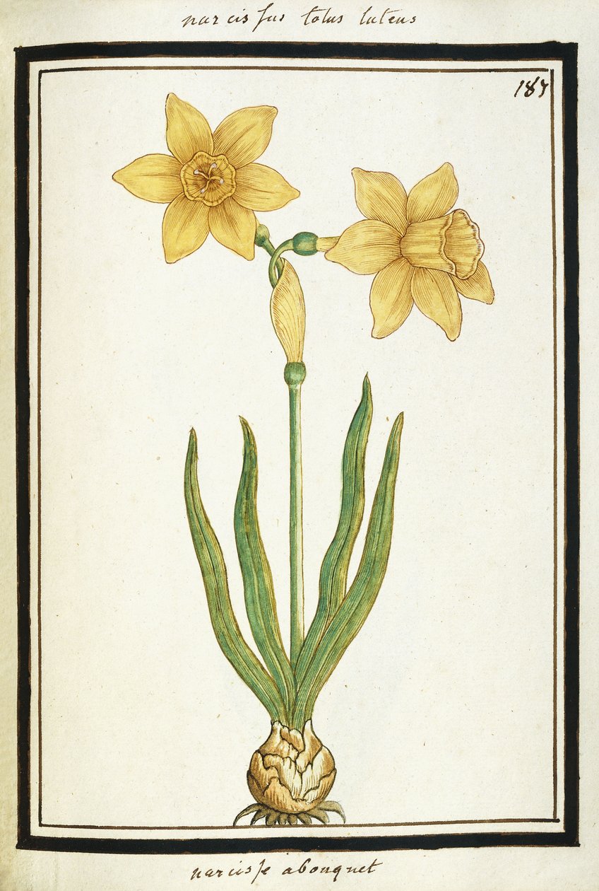 Narzissenstrauß, ca. 1700 von French School