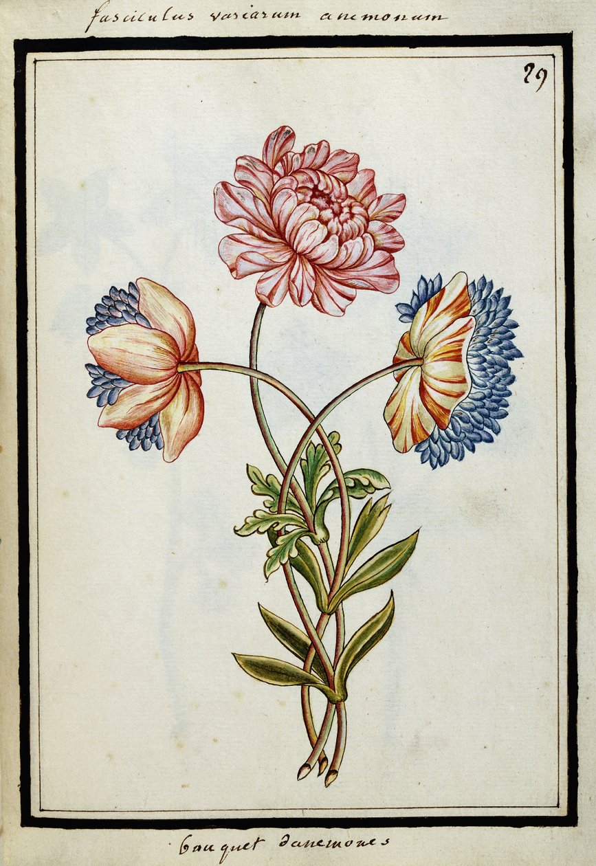 Blumenstrauß aus Anemonen, ca. 1700 von French School