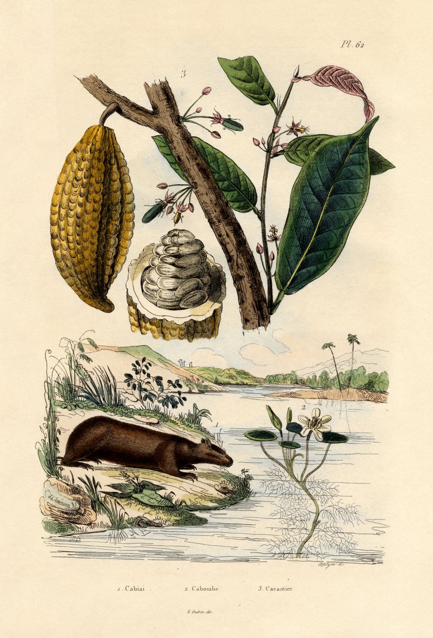 Wasserschwein von French School