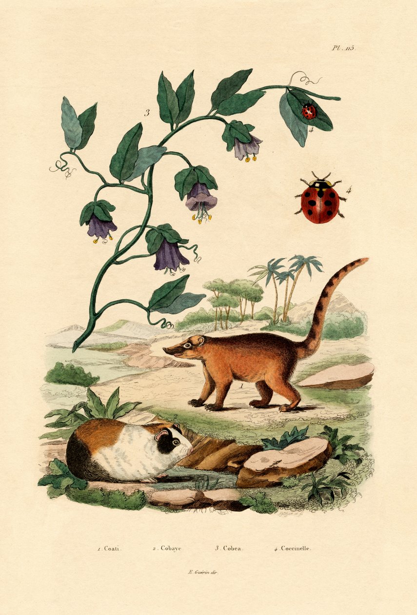 Nasenbär von French School