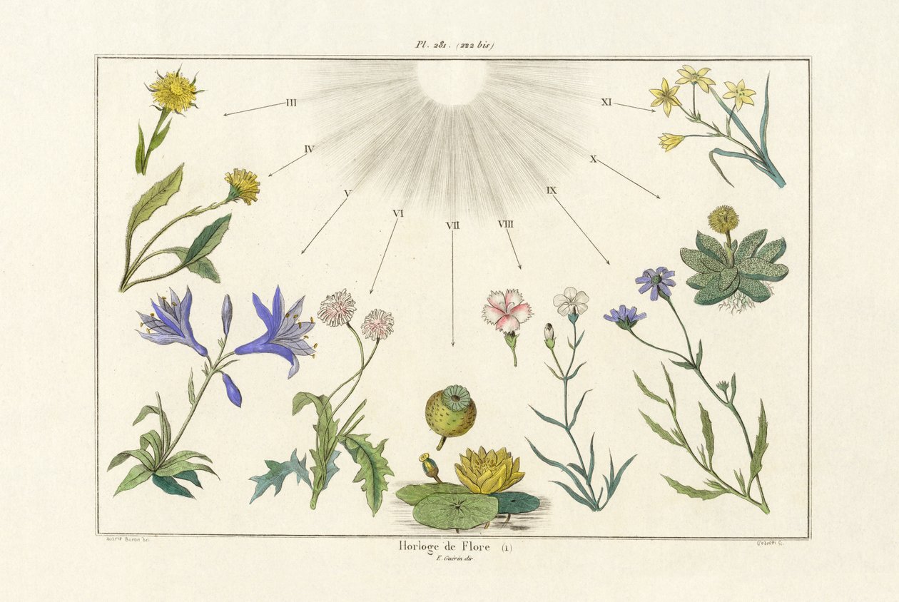 Blumenuhr von French School