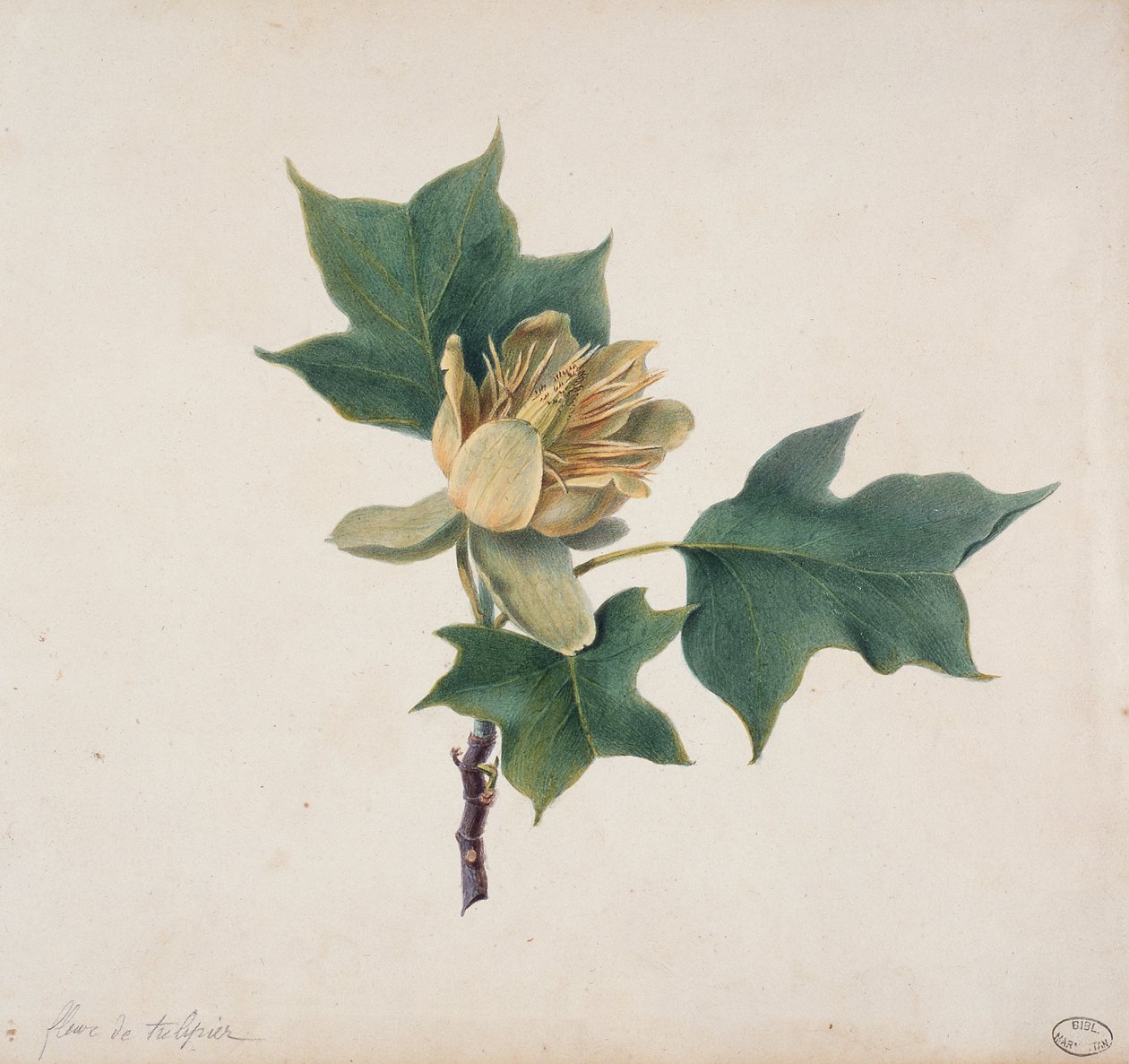 Blume eines Tulpenbaums von French School