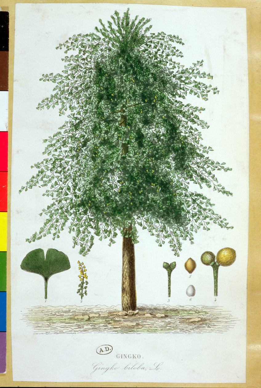 Ginkgo biloba Baum von French School