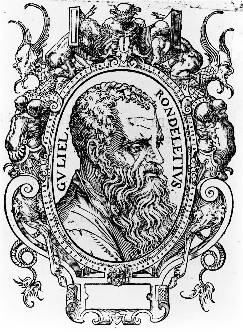 Guillaume Rondelet von French School