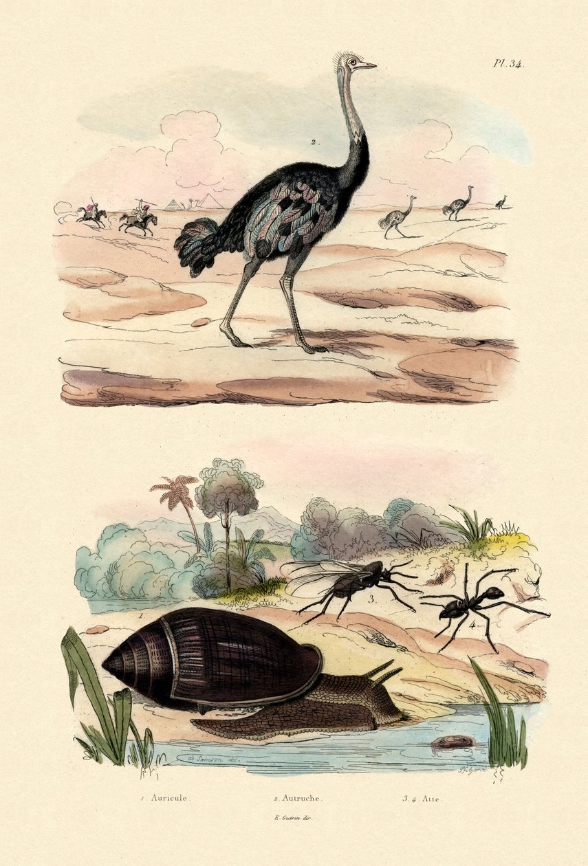 Herald Schnecke von French School