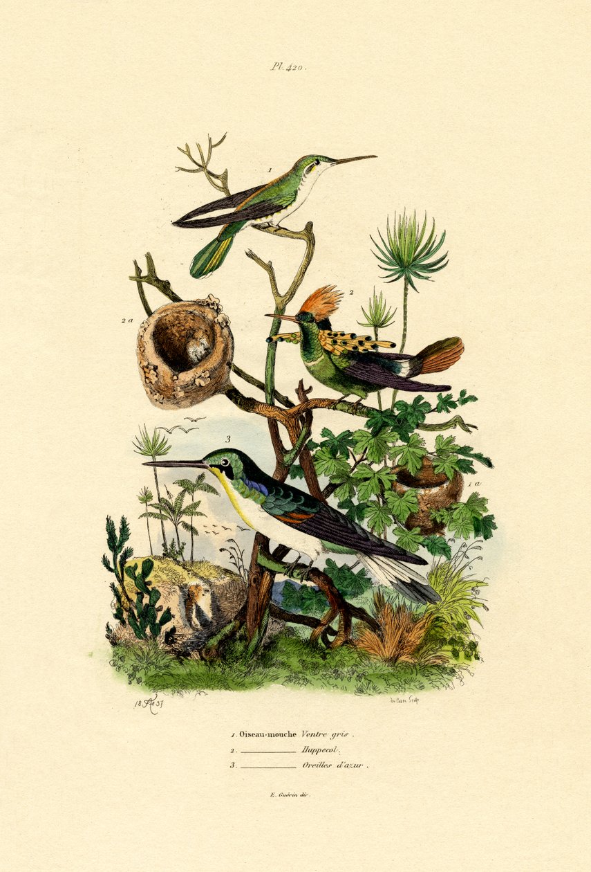 Kolibris von French School