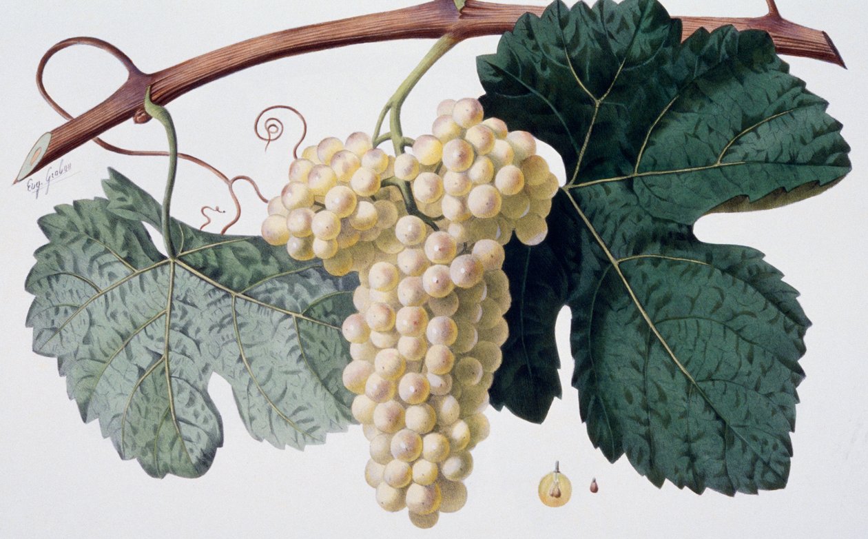 Marsanne-Rebsorte (Côtes du Rhône), Ampelographie von French School