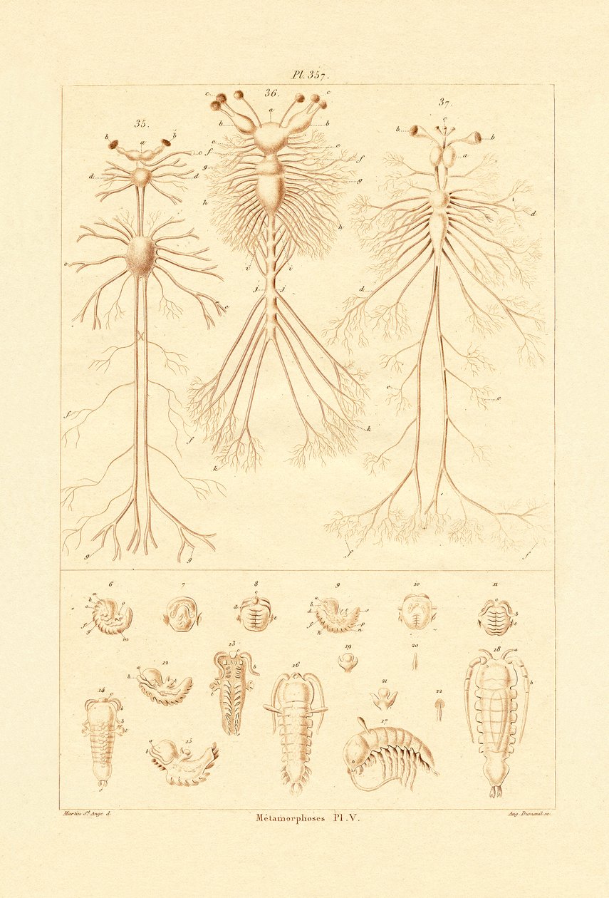 Metamorphose von French School