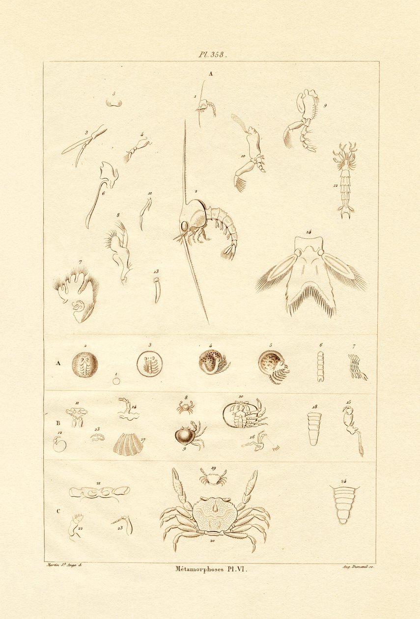 Metamorphose von French School