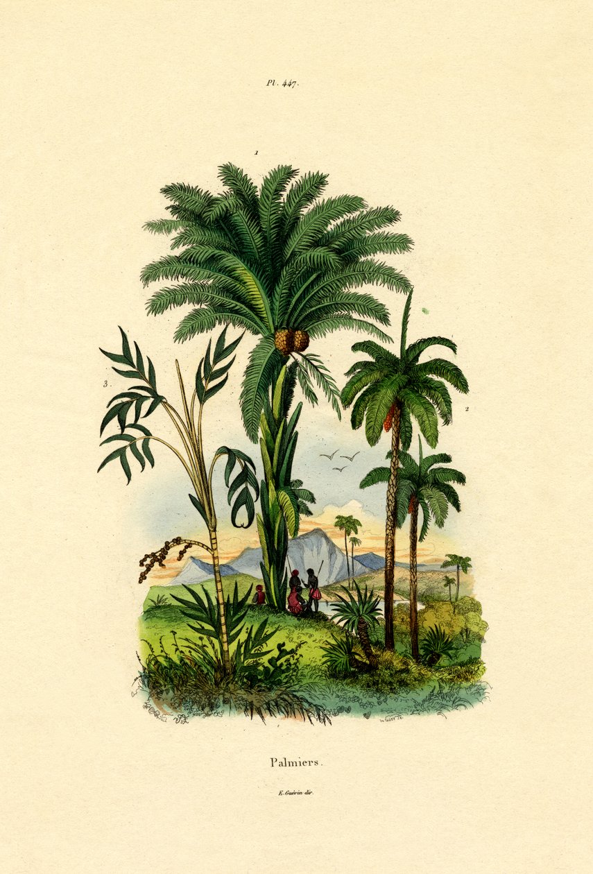 Palmen von French School