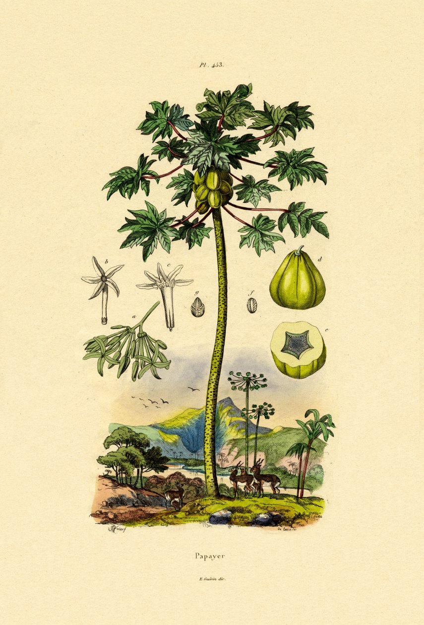Papaya von French School