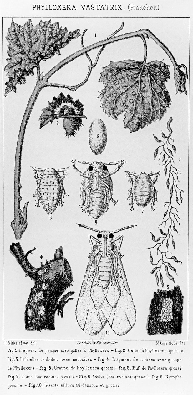Phylloxera Vastatrix, ca. 1850 von French School