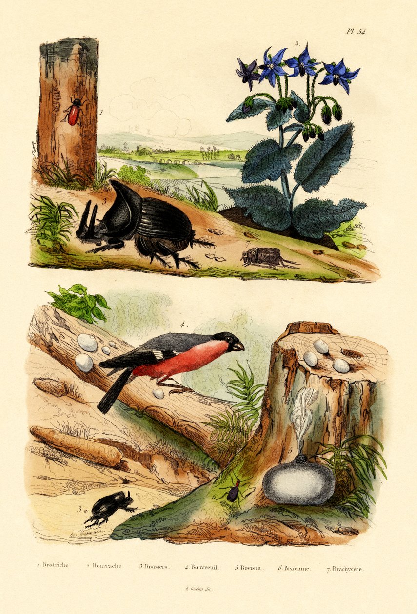 Kiefernkäfer von French School