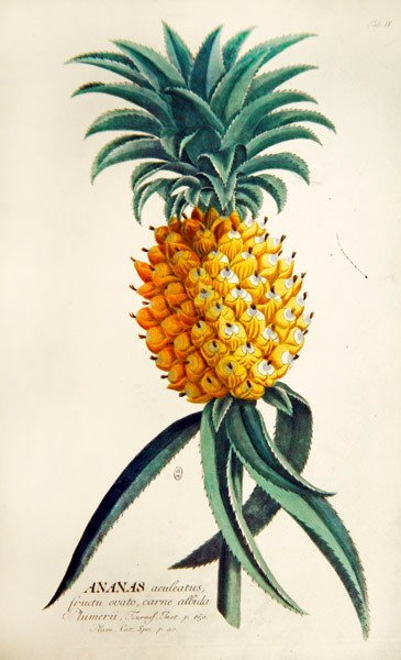 Ananas (farbiger Stich) von French School