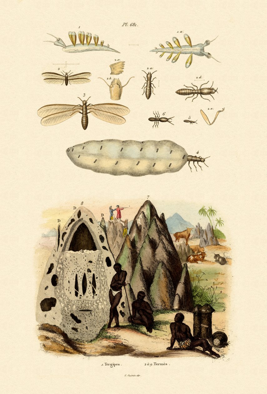 Meeresschnecke von French School