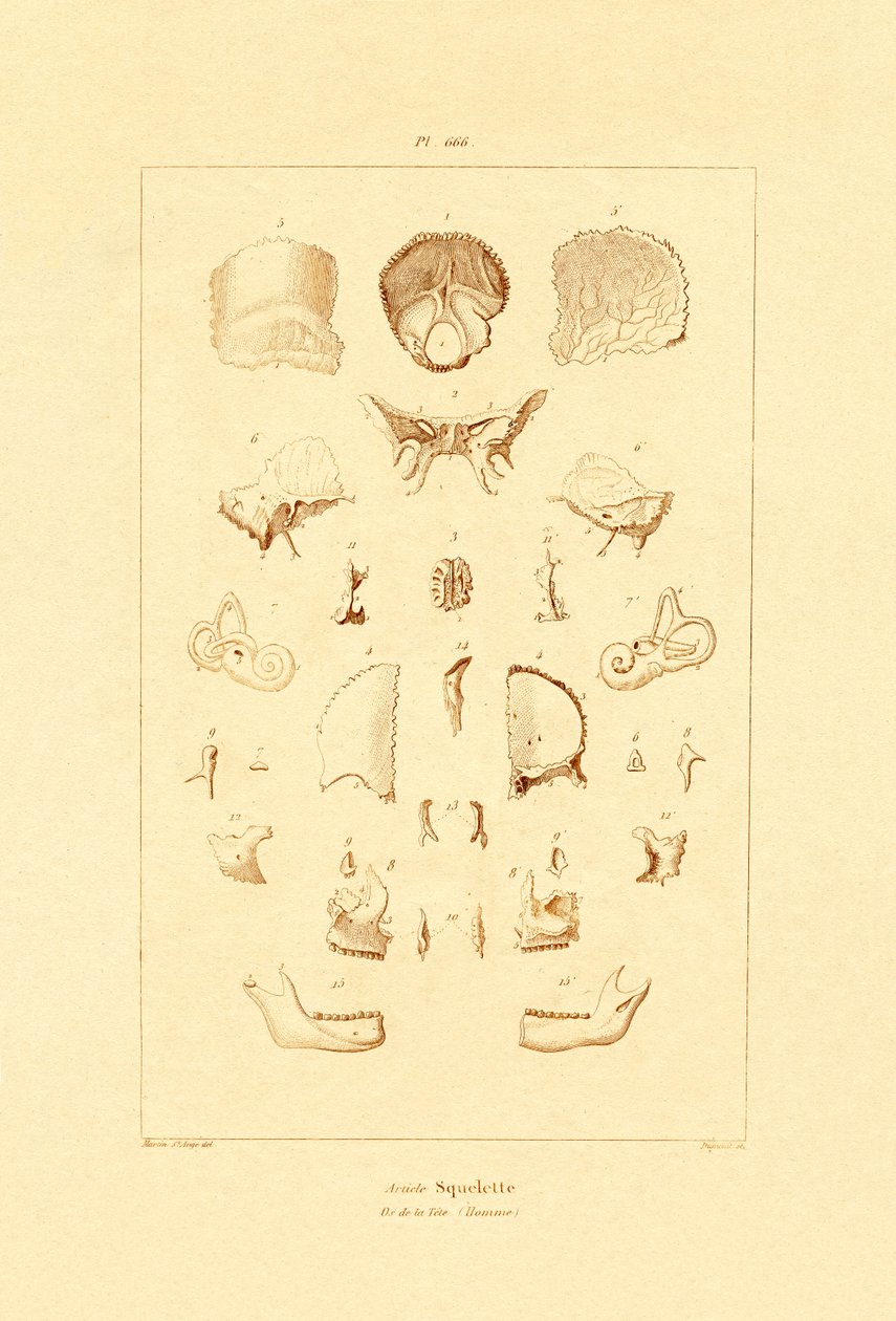 Skelett von French School