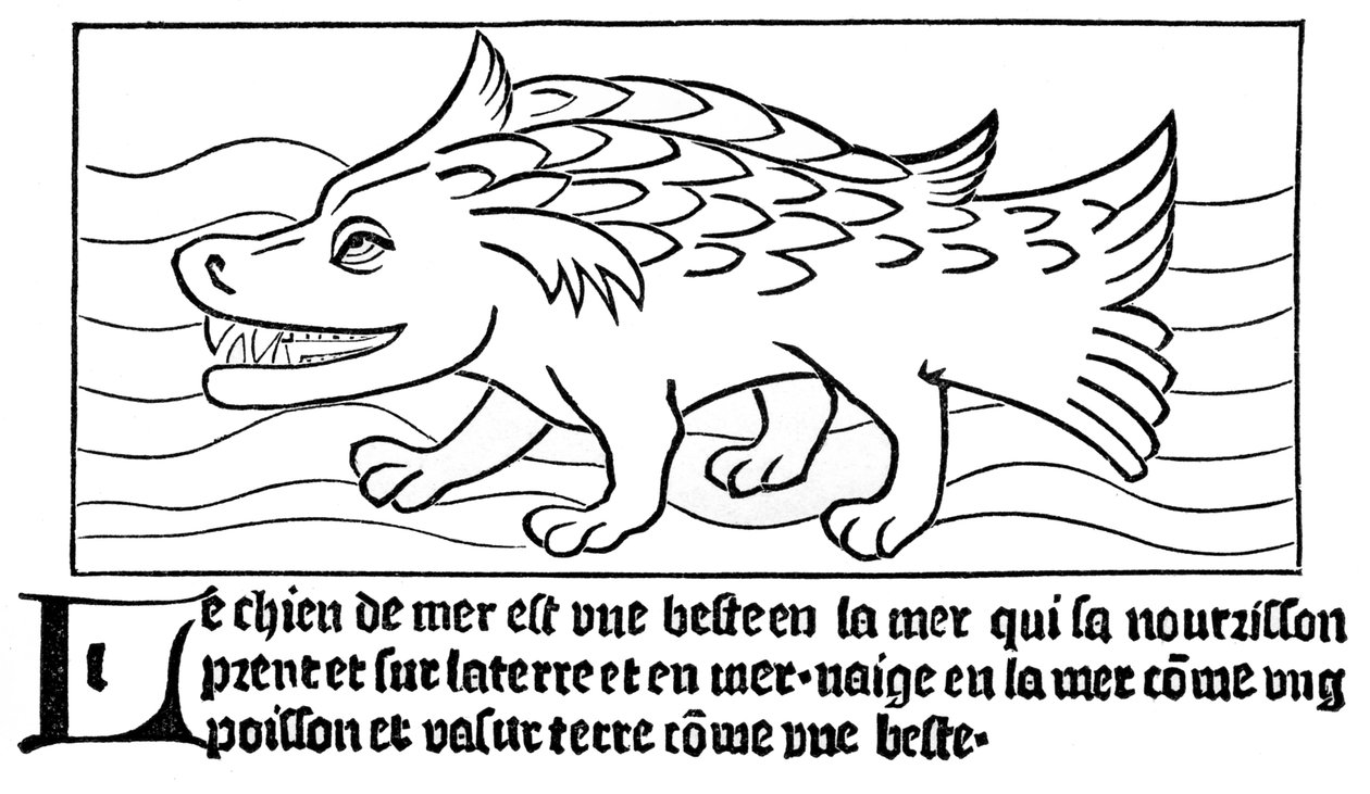Der Seehund von French School
