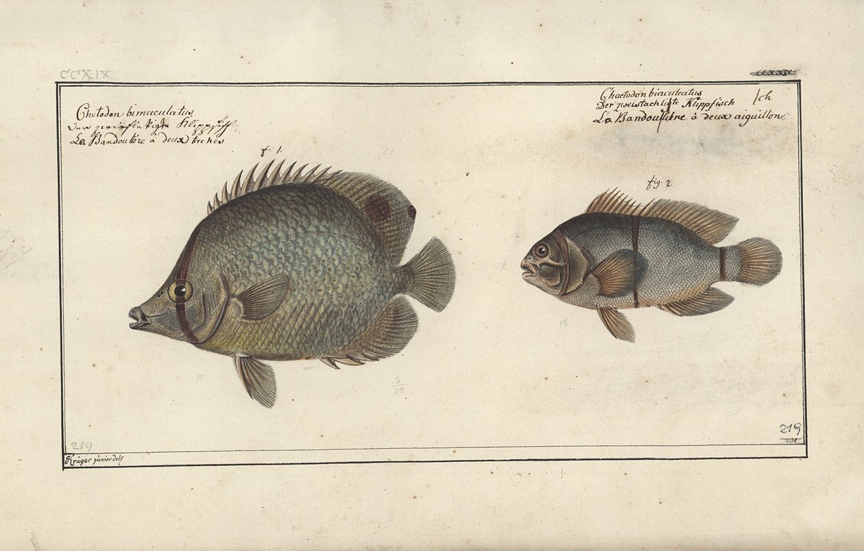 Chaetodon ocellatus, vor 1790 von Friedrich August Kruger