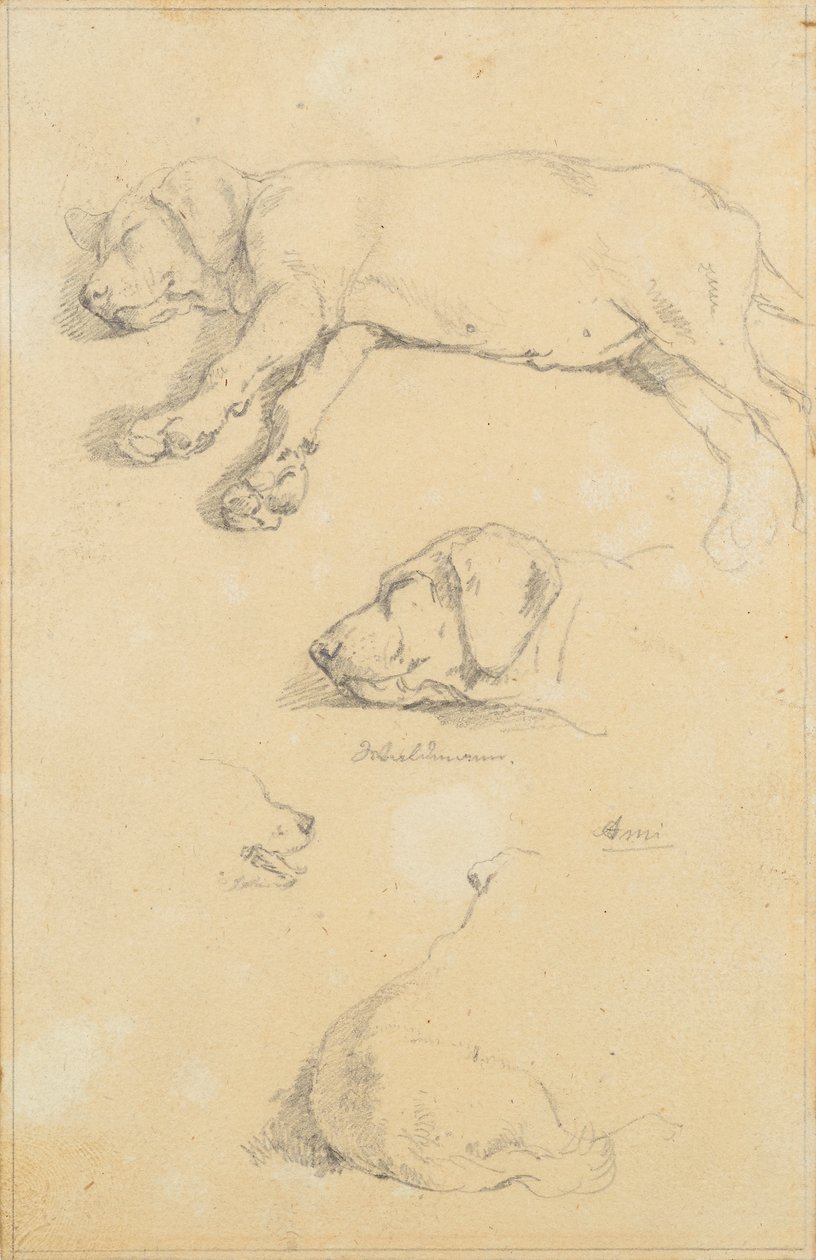 Hundestudien: Waldmann und Ami von Friedrich August Mathias Gauermann