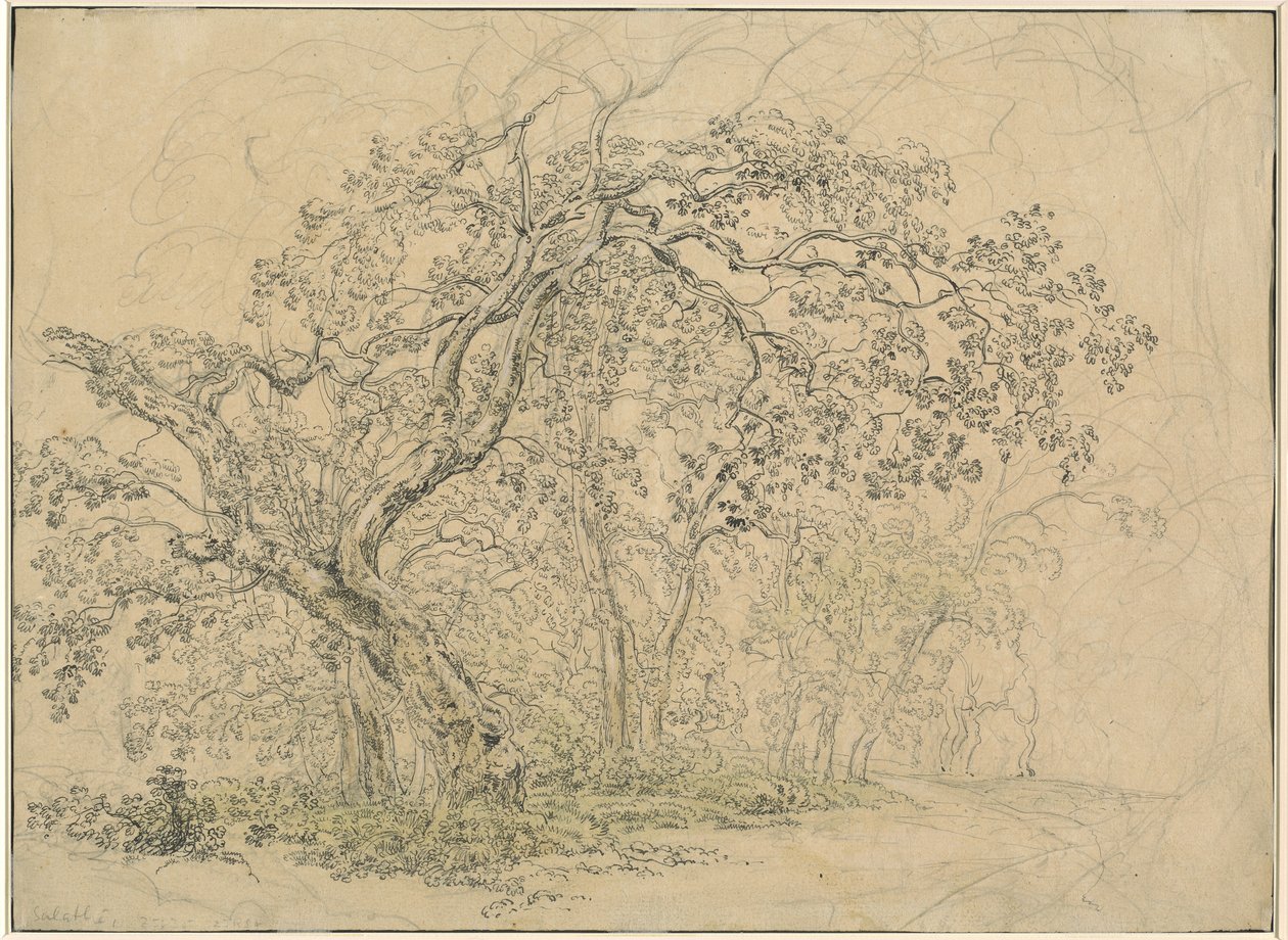 Baumgruppe [verso] von Friedrich Salathé