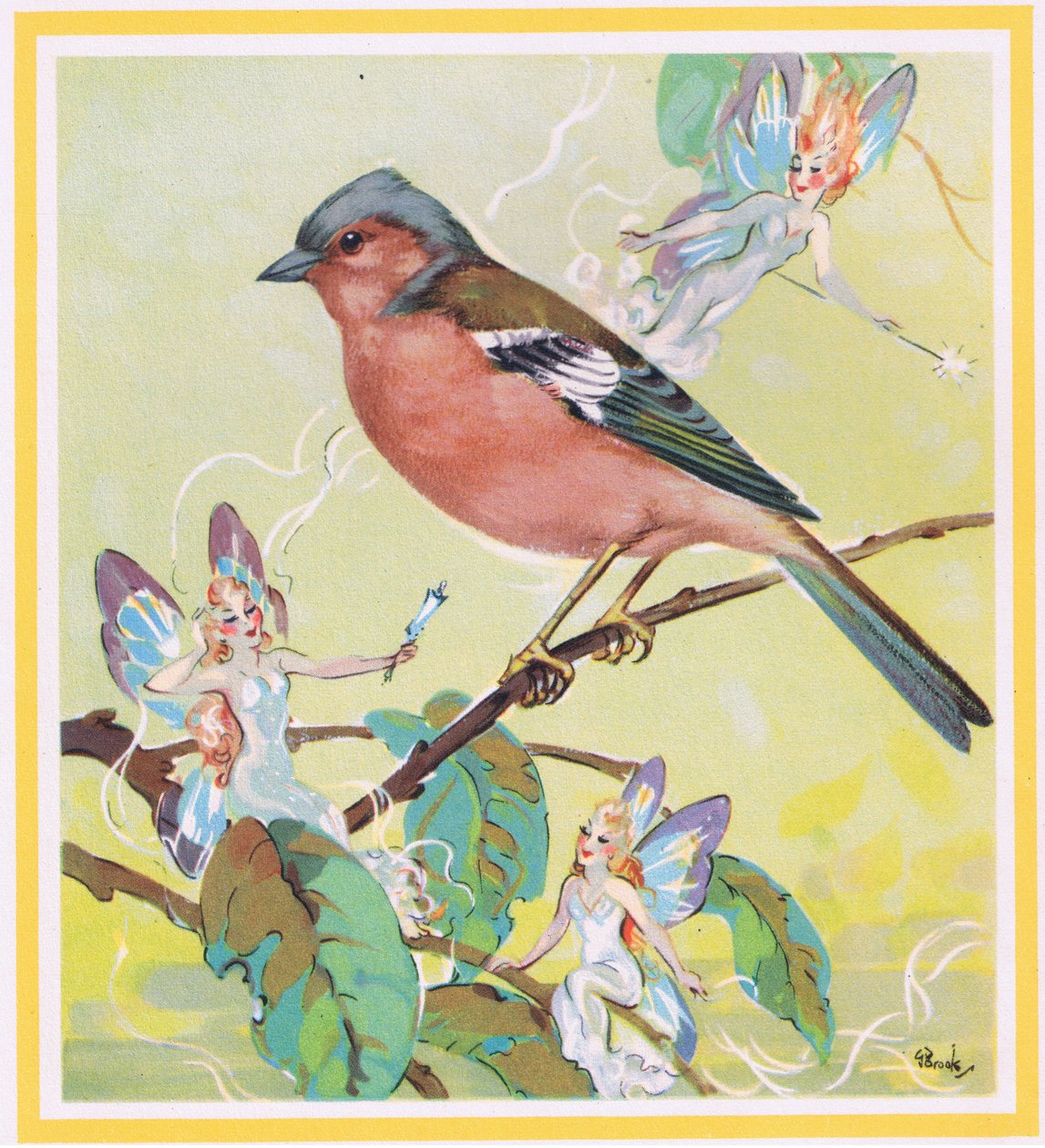 Buchfink von G. Brooks