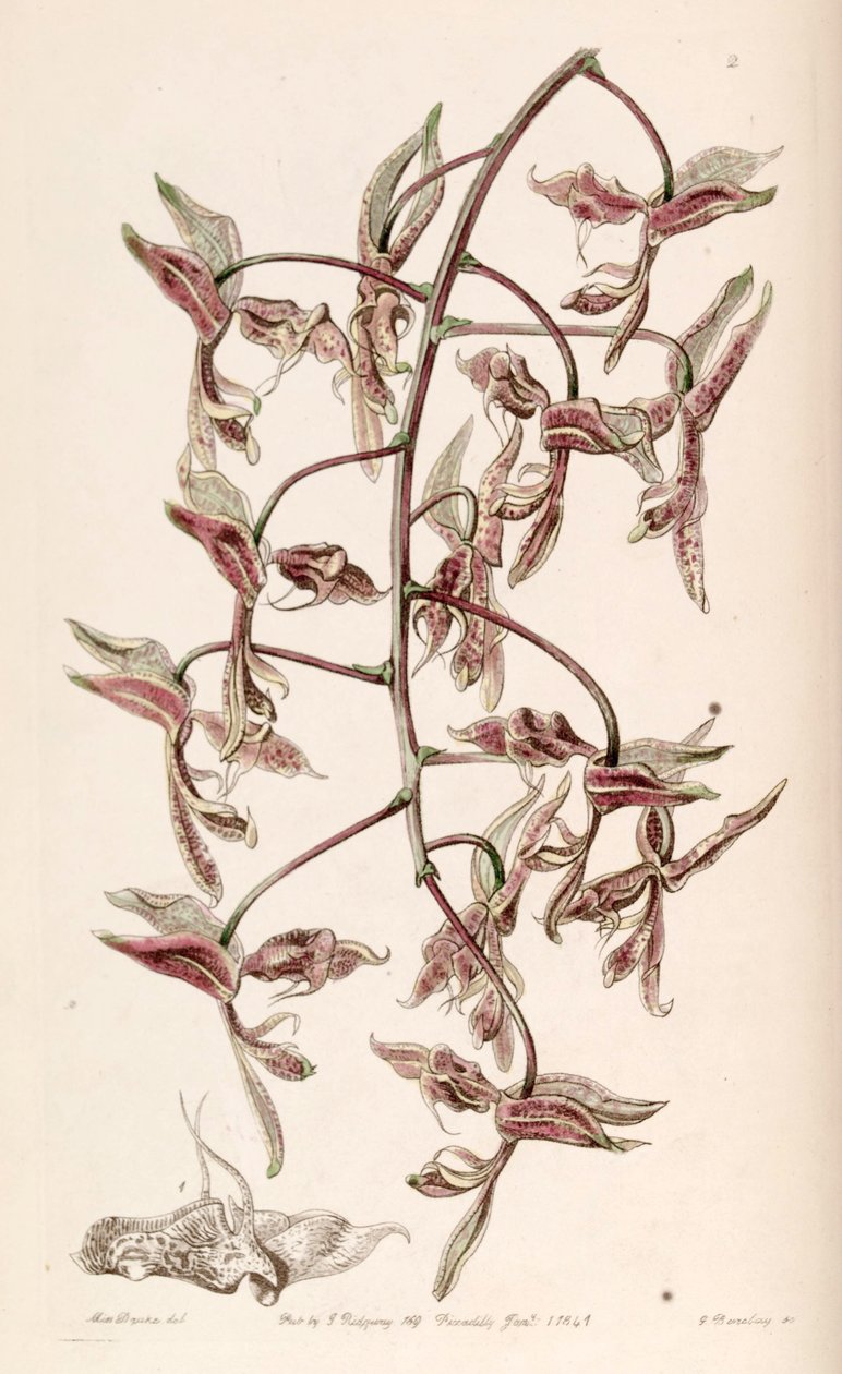 Gongora bufonia von G. Watts