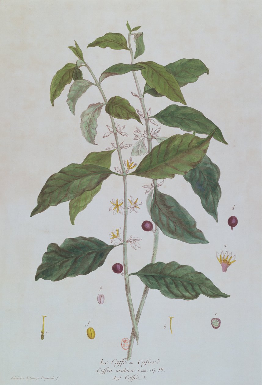 Coffea Arabica (Kaffee) botanische Platte aus 