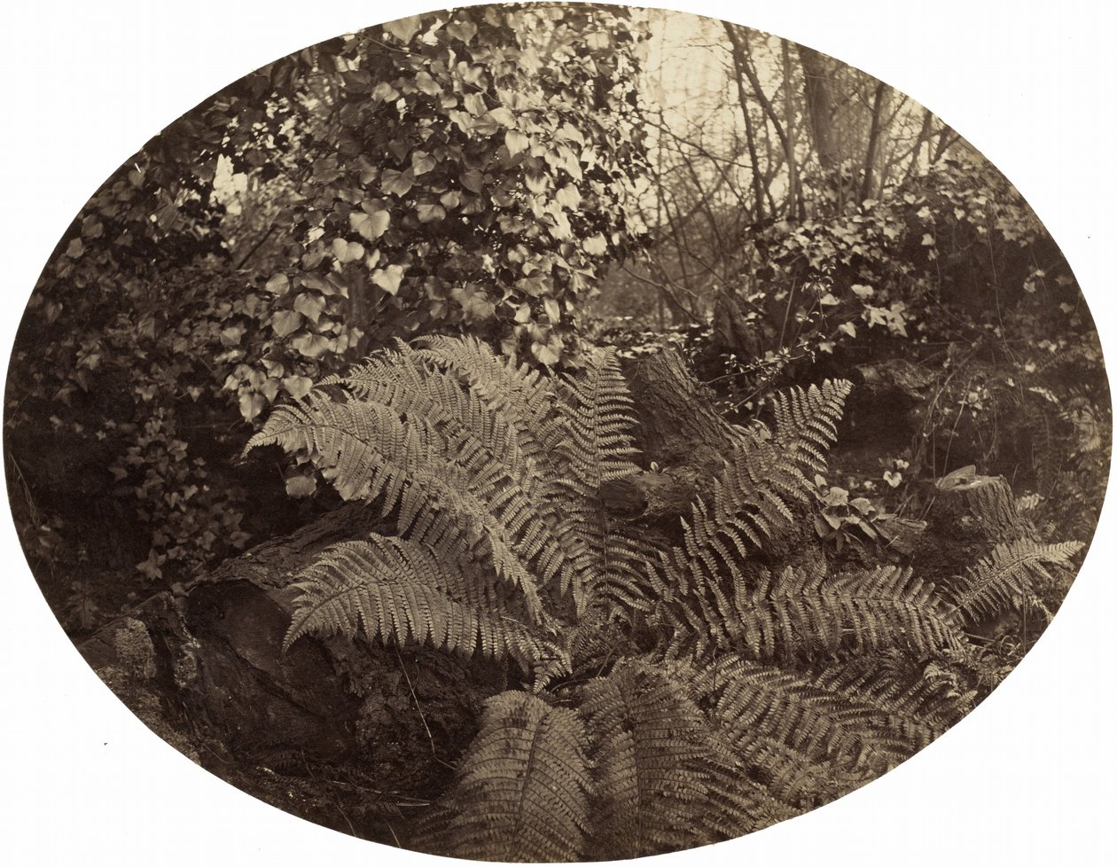 Winterwedel des Stacheligen Farns von Geoffrey Bevington