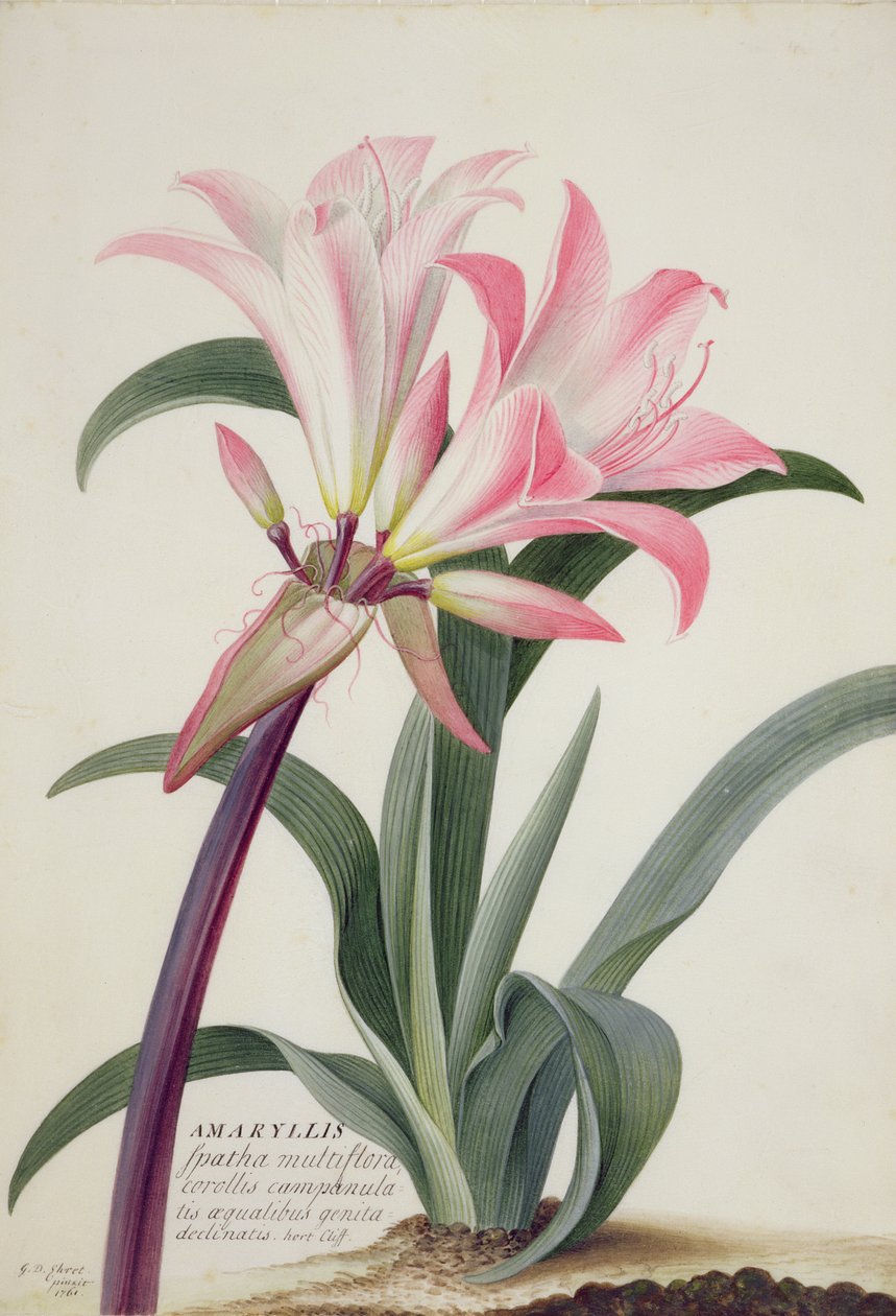 Amaryllis Belladonna, 1761 von Georg Dionysius Ehret