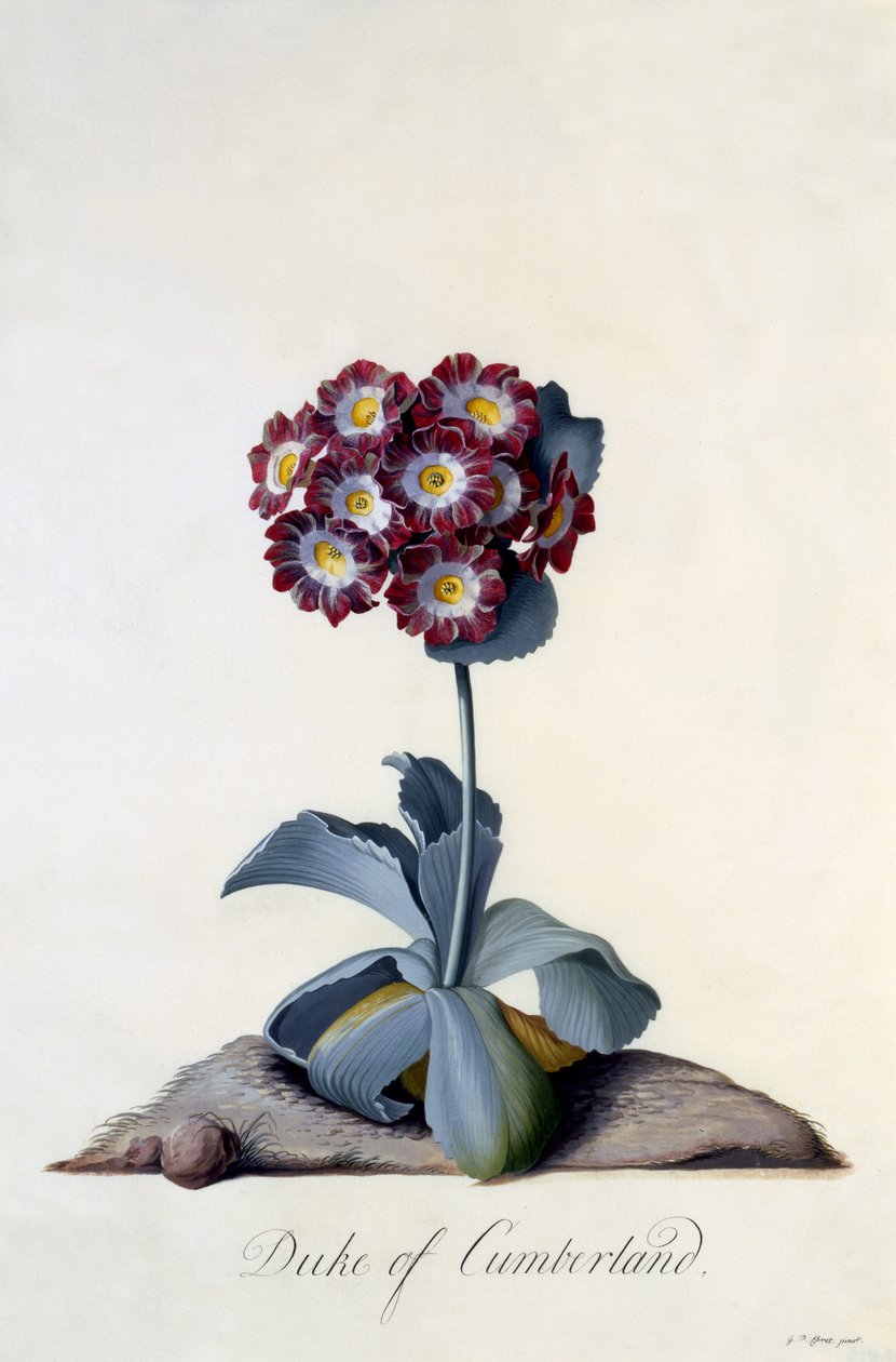 Aurikel Herzog von Cumberland ca. 1743 von Georg Dionysius Ehret