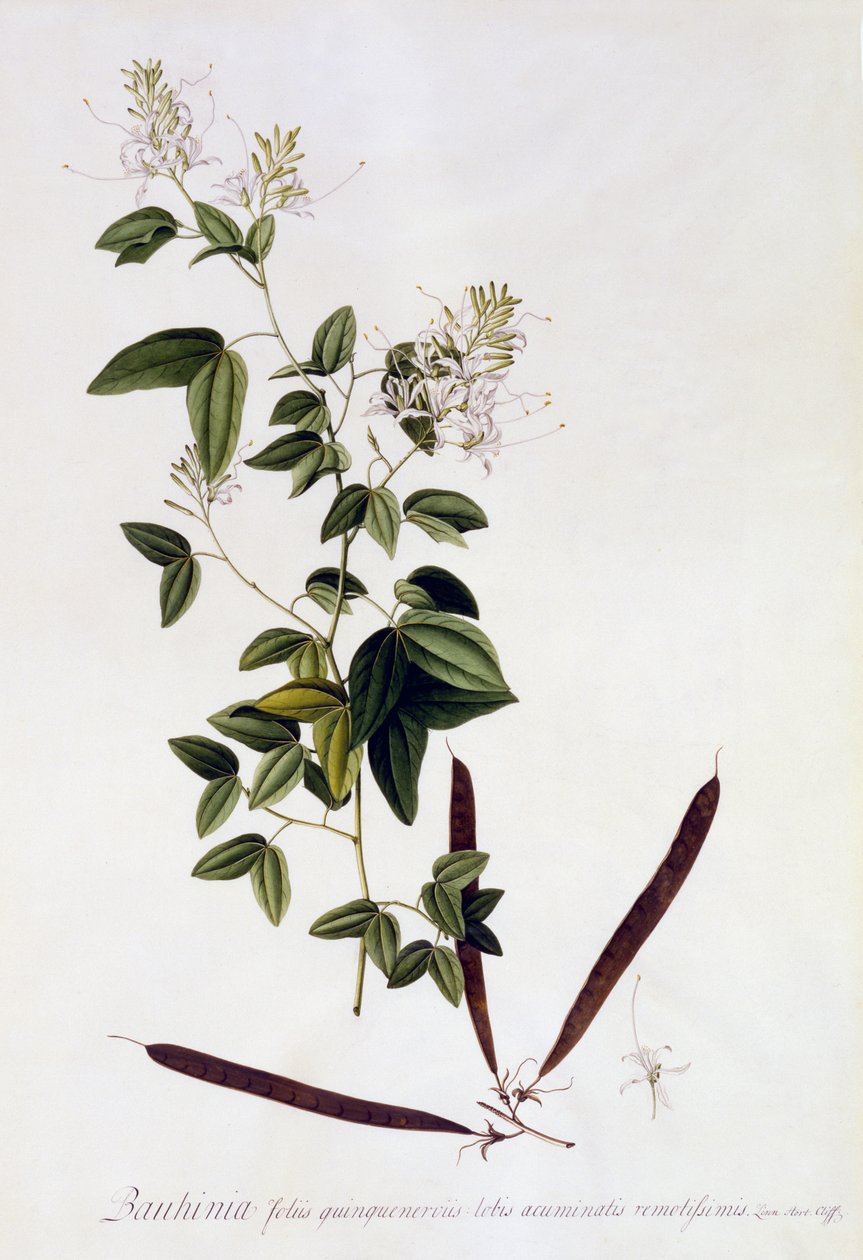 Bauhinia, ca. 1745 von Georg Dionysius Ehret