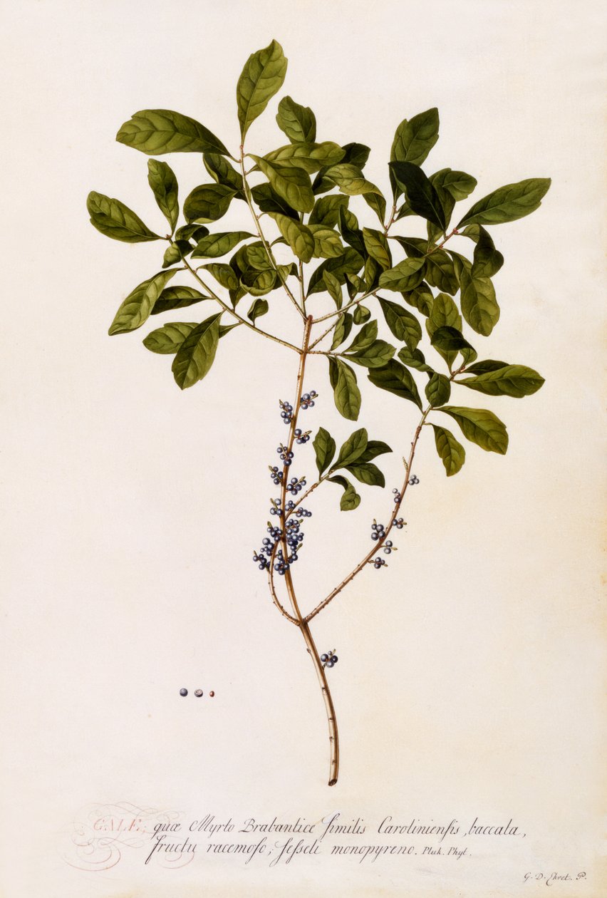 Bayberry oder Myrte, ca. 1746 von Georg Dionysius Ehret
