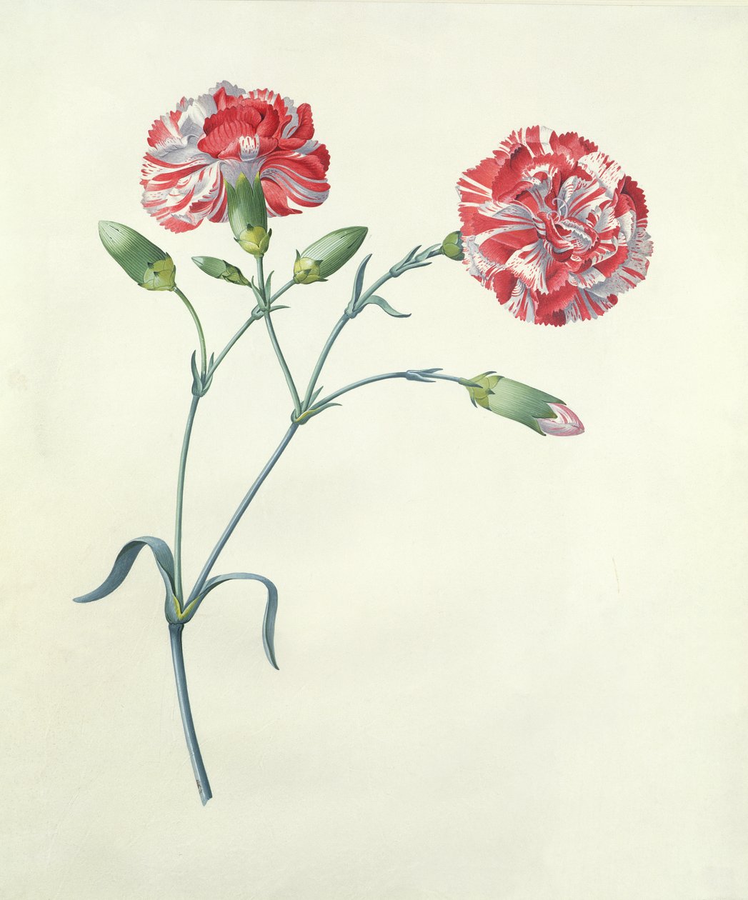 Nelke von Georg Dionysius Ehret