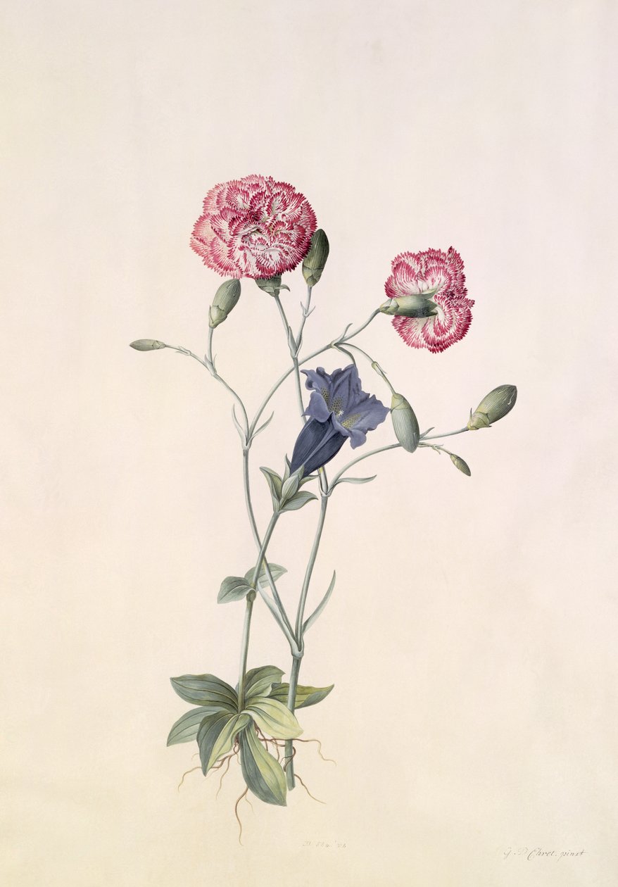 Nelke und Enzian von Georg Dionysius Ehret