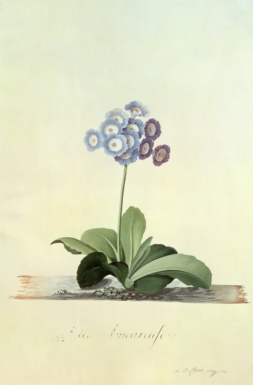 Verliebtes Mädchen (Blaue Aurikel) von Georg Dionysius Ehret