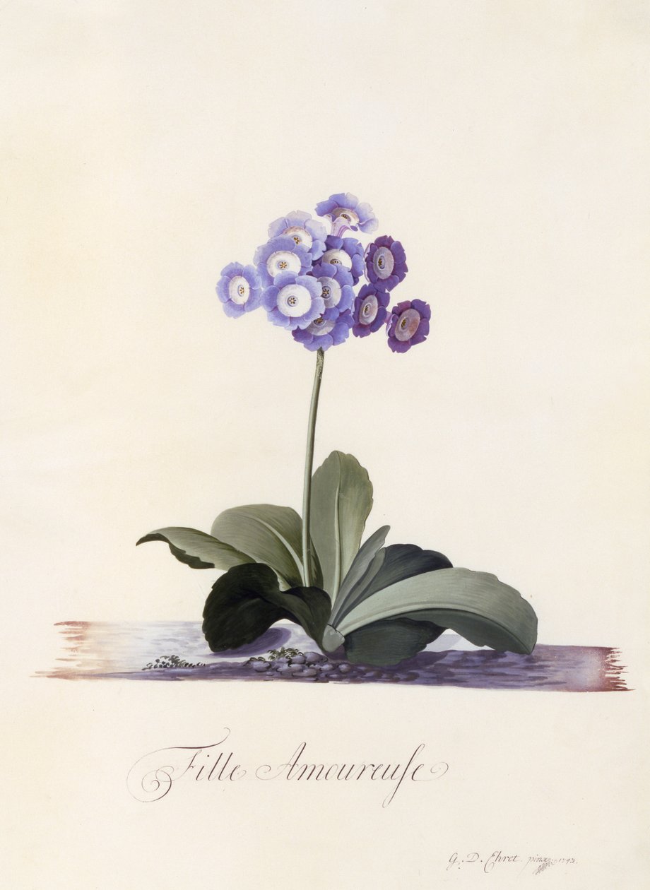 Garten-Aurikel, Fille Amoureuse, ca. 1743 von Georg Dionysius Ehret