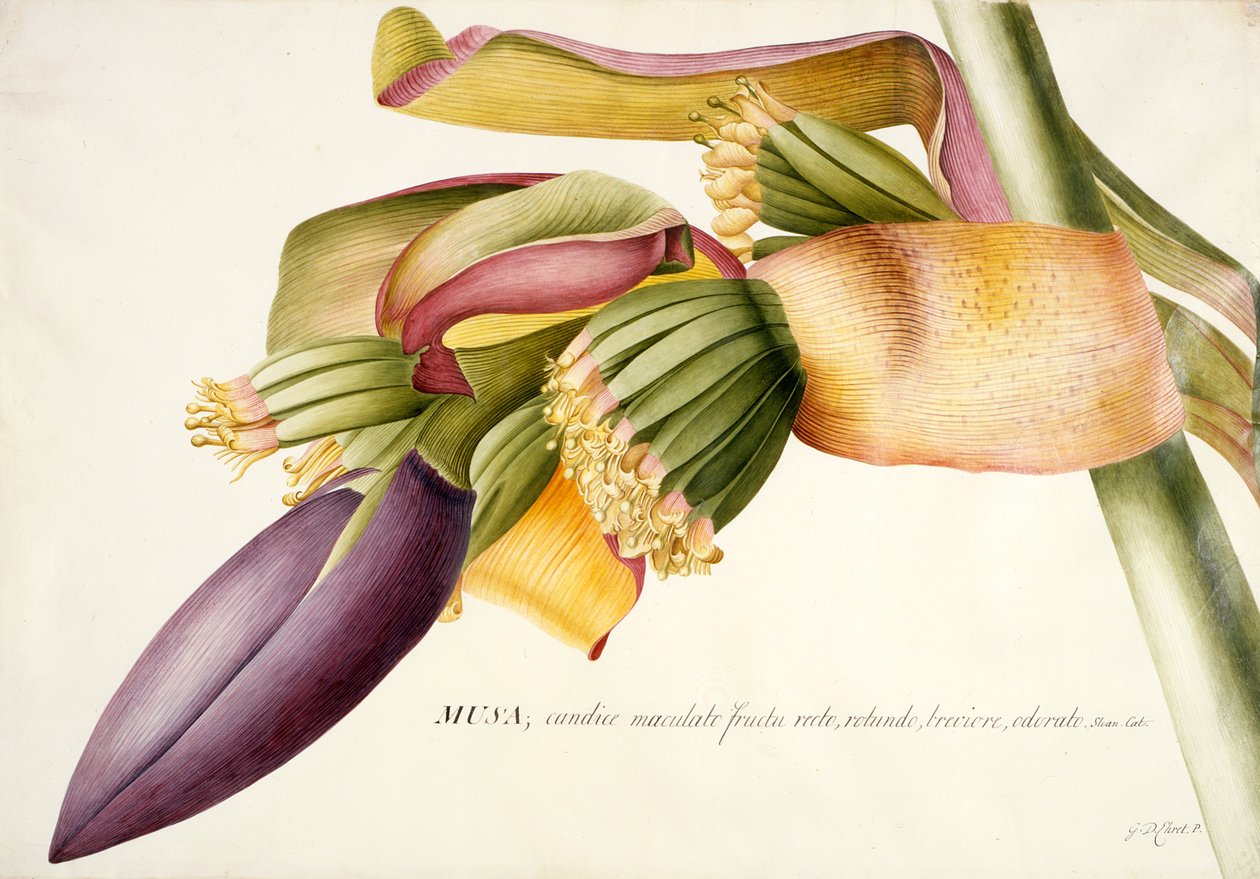Blüte des Bananenbaums (Musa candice maculato fructo) von Georg Dionysius Ehret