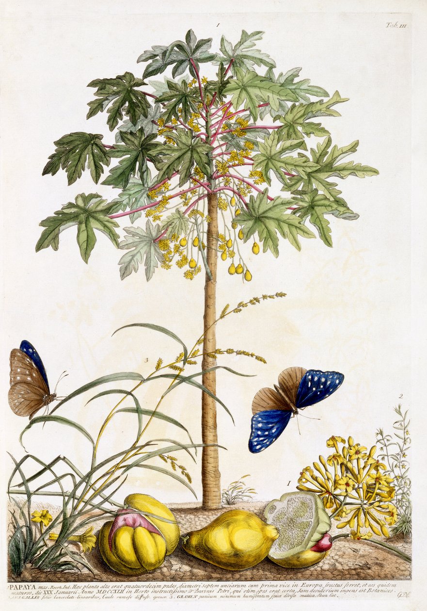 Papaya, ca. 1748 von Georg Dionysius Ehret