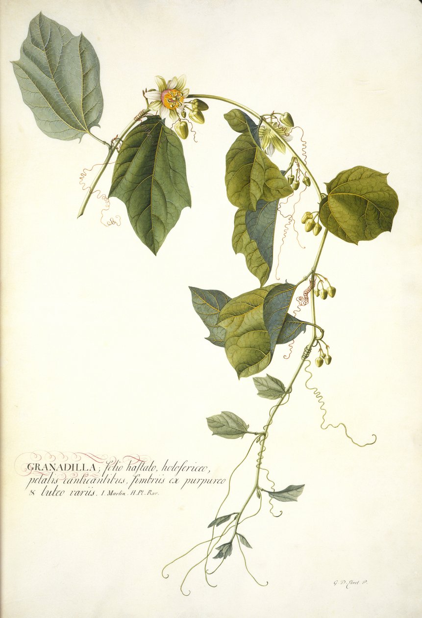 Passiflora holosericea (Passionsblume) von Georg Dionysius Ehret