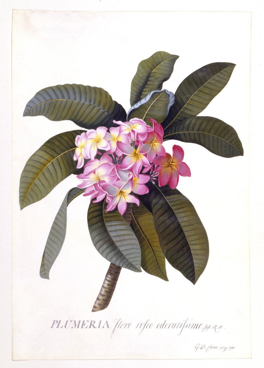 Plumeria, ca. 1744 von Georg Dionysius Ehret