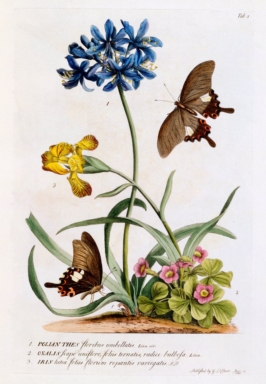 Polianthes, Oxalis und Iris, 1749 (handkolorierte Gravur) von Georg Dionysius Ehret
