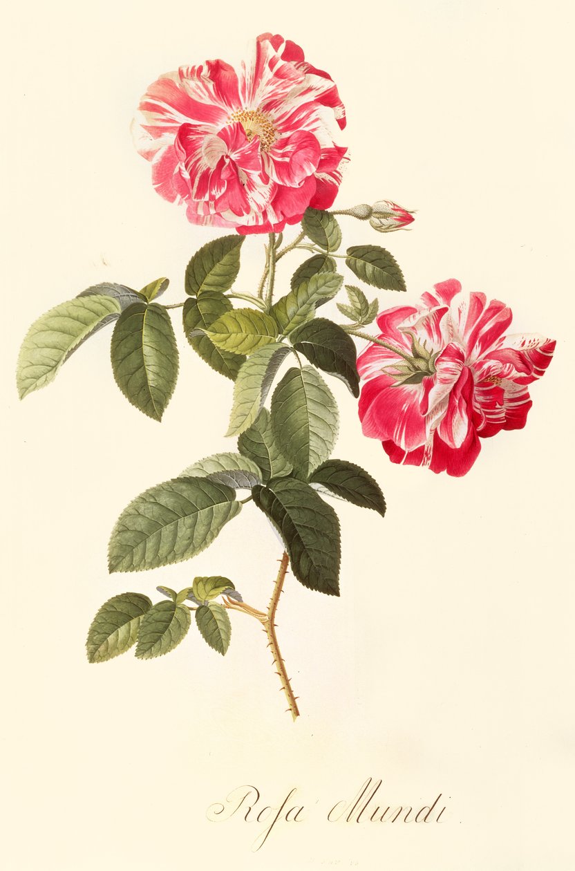 Rosa Mundi von Georg Dionysius Ehret